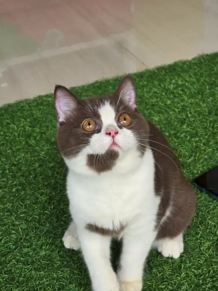 Kucing british shorthair bsh choco bico