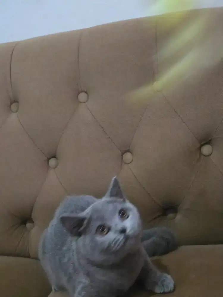 Kucing british shorthair bsh british shorthair