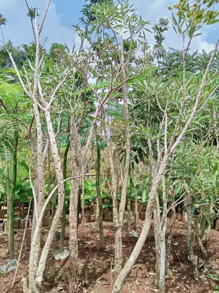 Tabe Buya bunga kuning