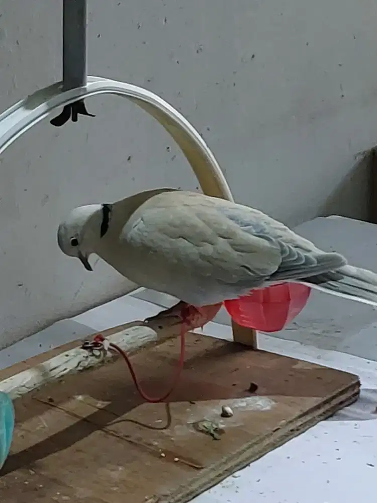 Burung puter jinak jantan