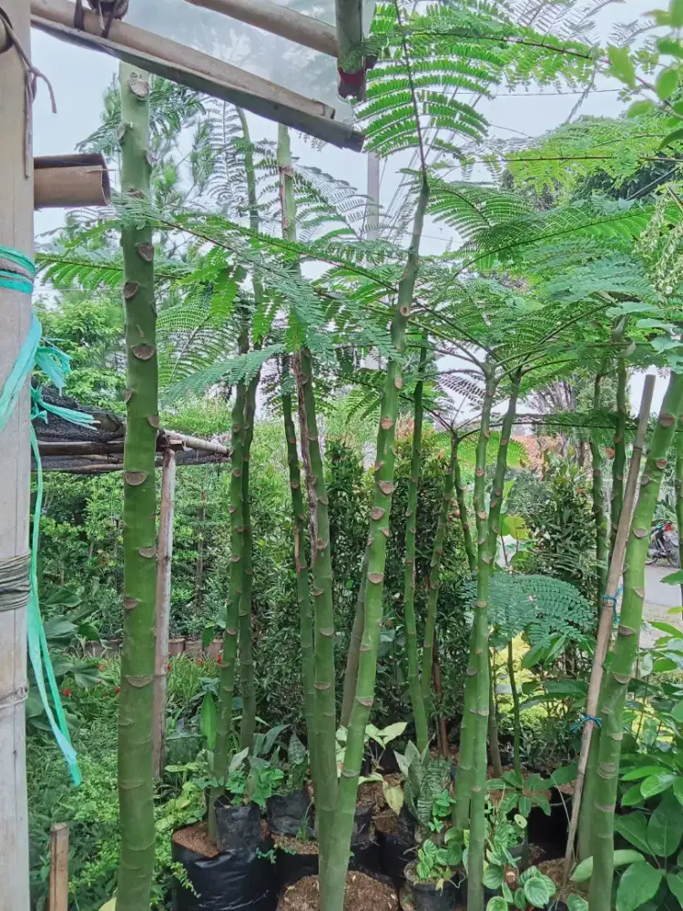 Pohon solobium atau pakis brazil