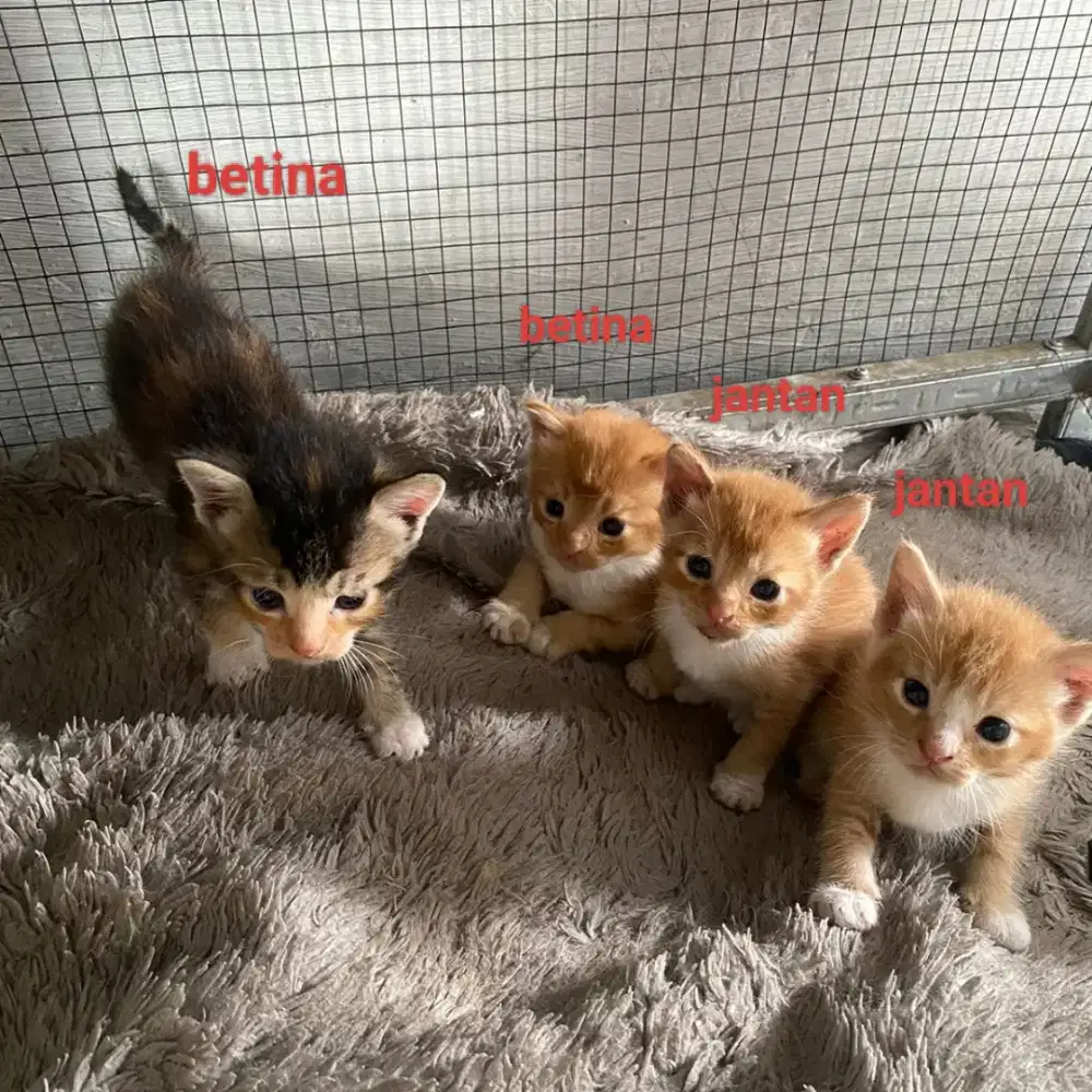 Kucing persia medium persmed 2 bulan