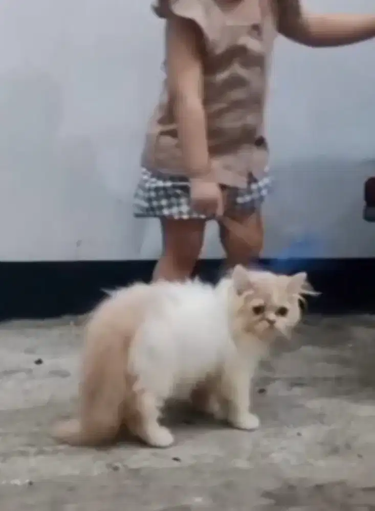 Kitten flatnose 2,5bulan