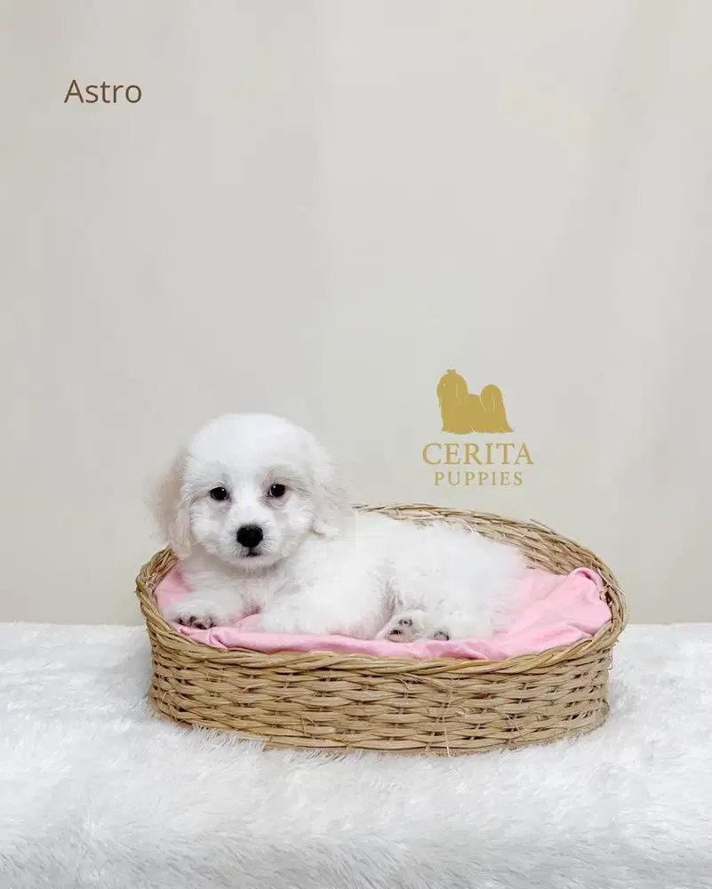Jual Anak Anjing Maltipoo (Maltese x Poodle) Murah