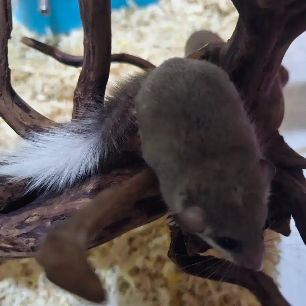 pygmy dormice 3 ekor