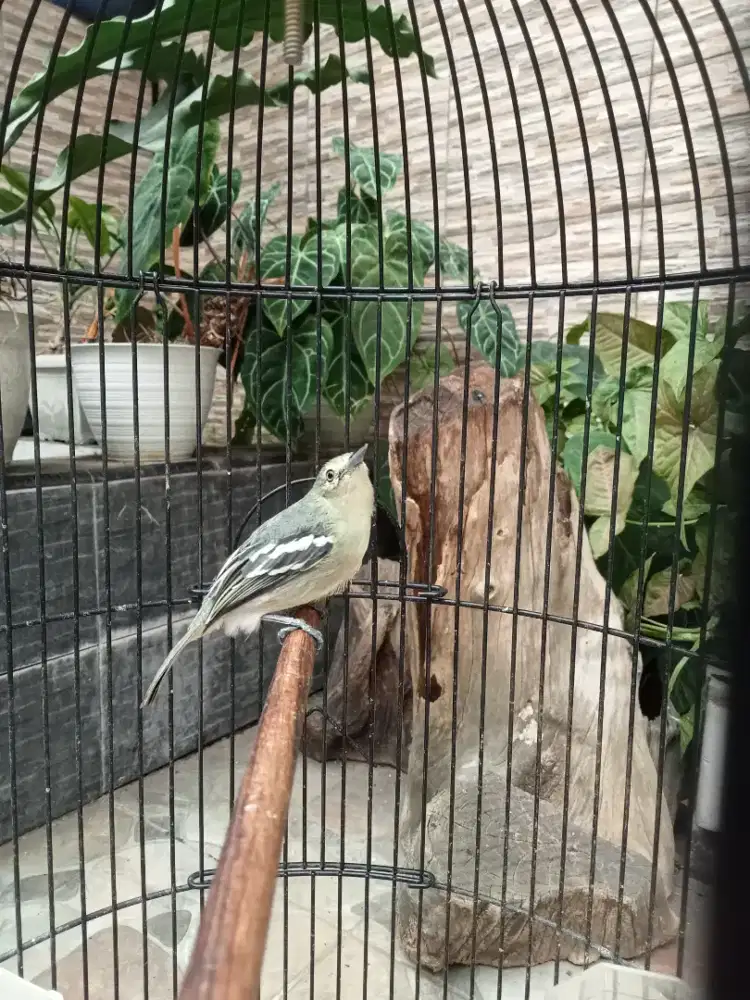 Cipow Gacor plus kandang Ebod