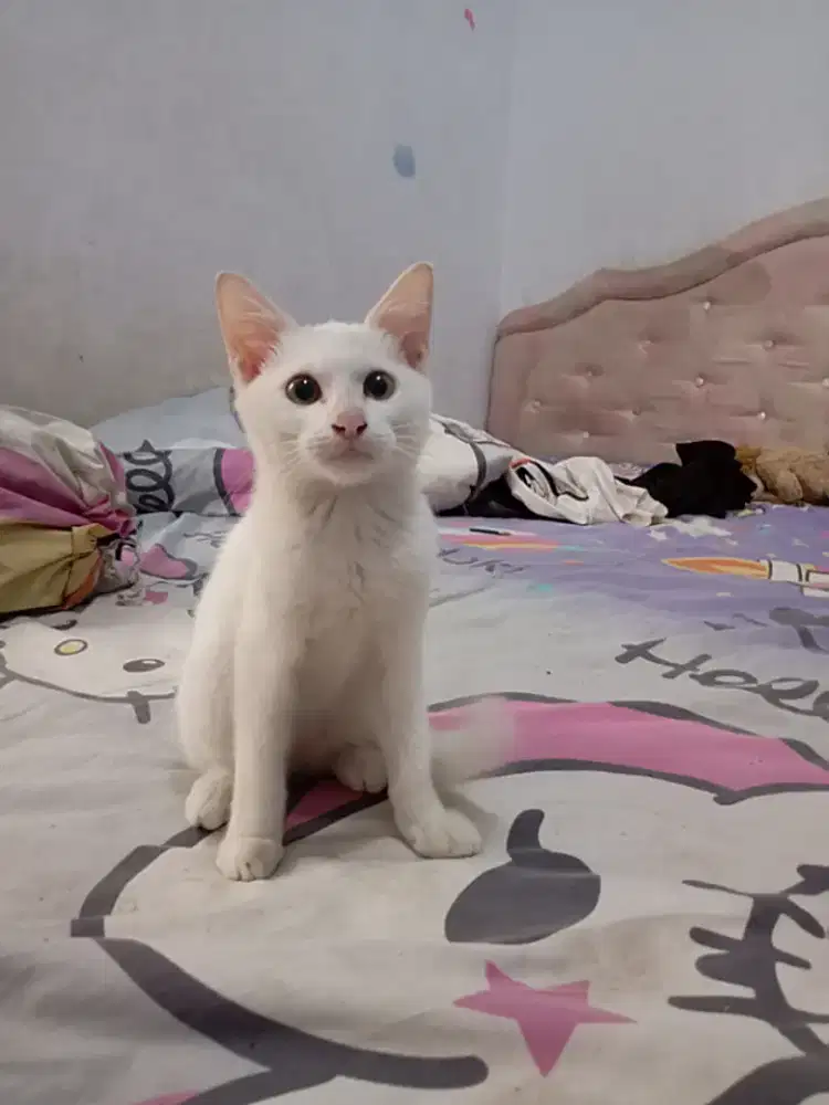 Kitten jantan Mixbreed