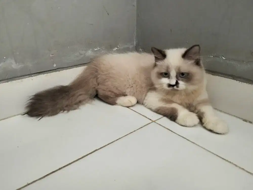 Kucing ragdoll persia himalaya betina