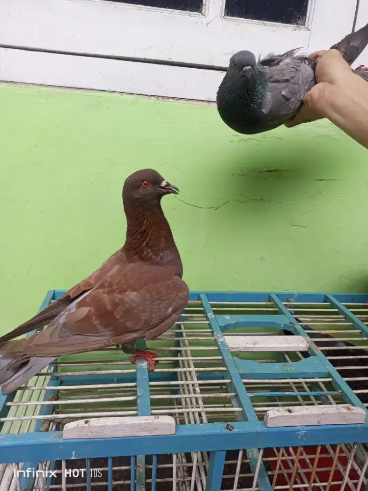 Merpati kolong bekasi