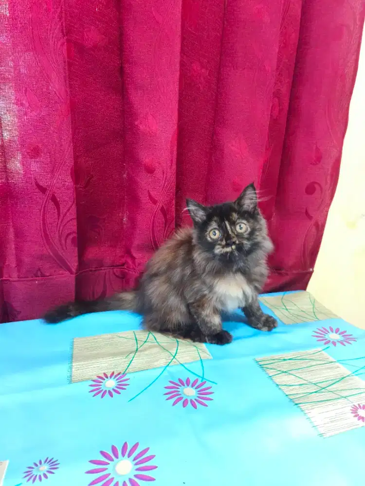 Kucing persia betina