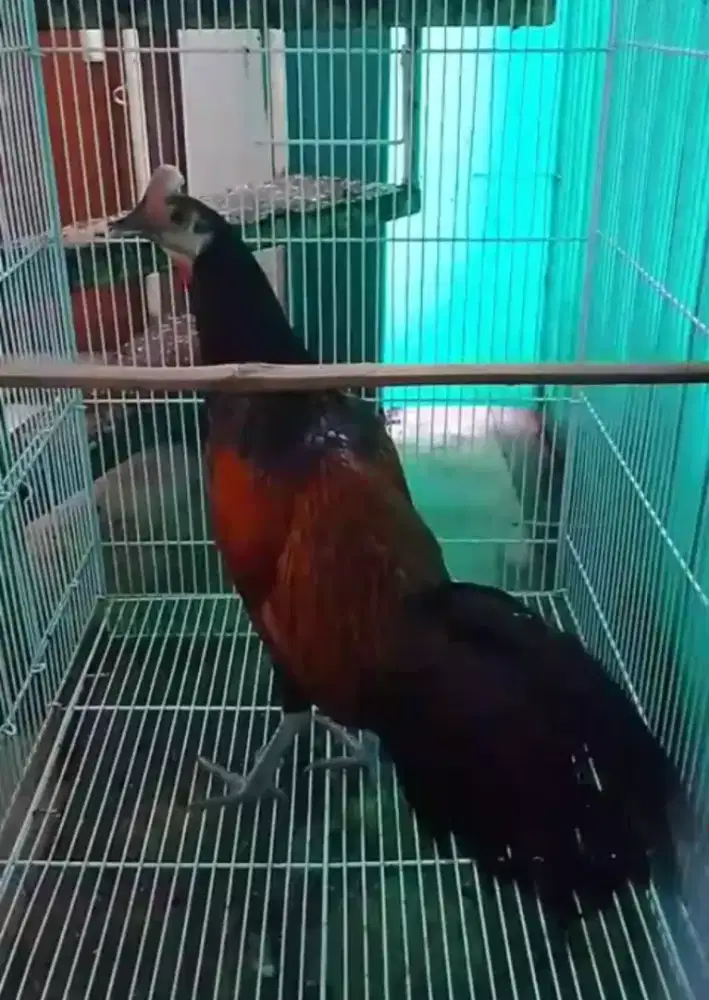 Ayam Bekisar muda fisik mewah