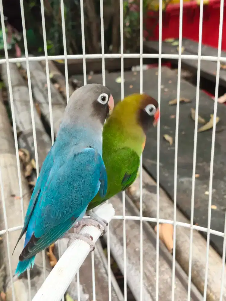 Lovebird Black Cheeked sepasang