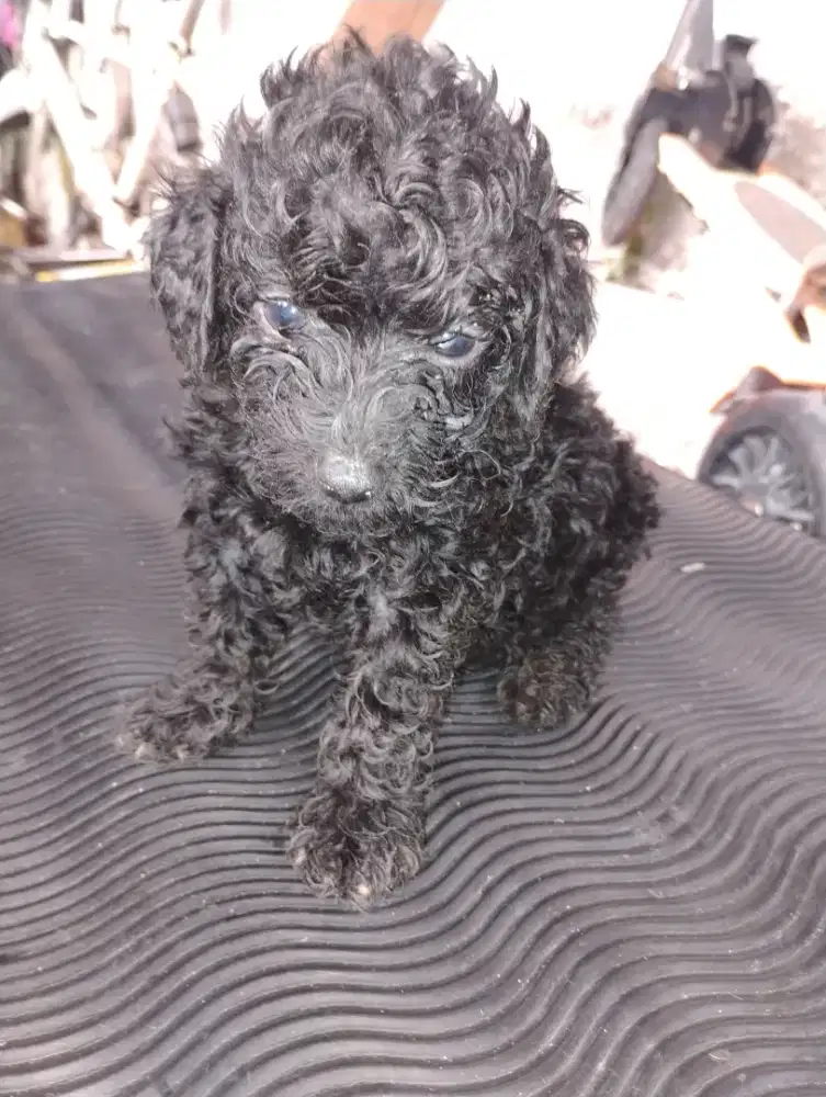 Anak anjing tiny poodle jantan 7 minggu