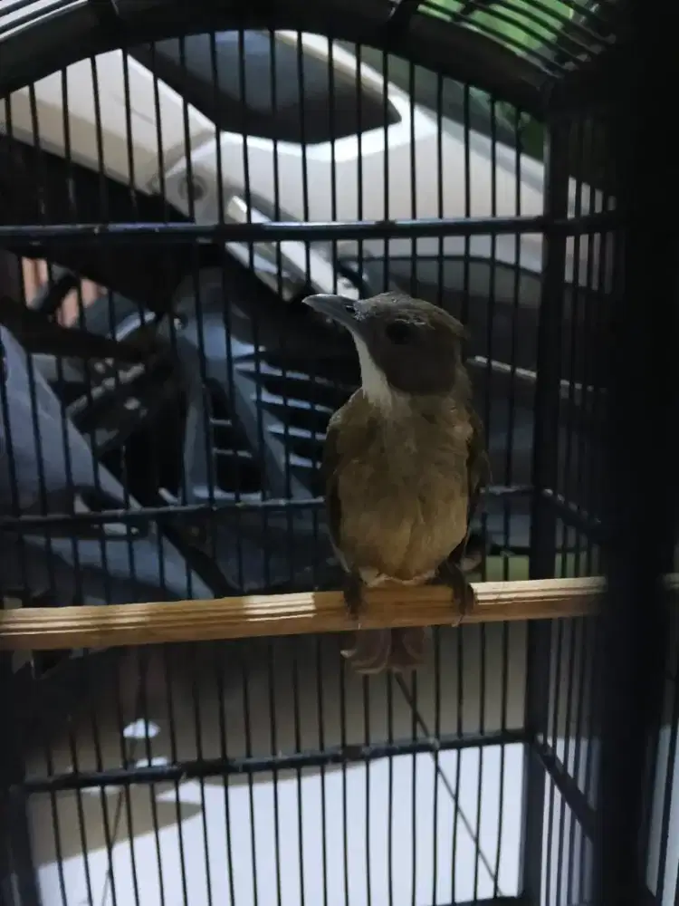 Burung KAPAS TEMBAK Harian Rajin