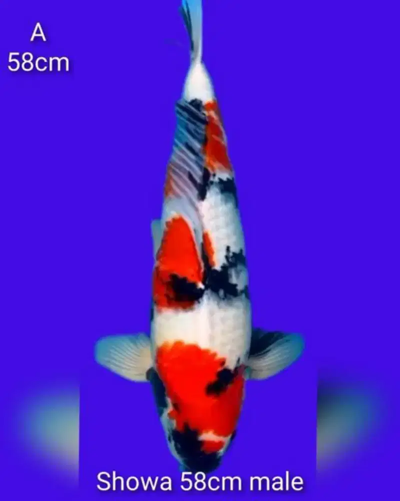 koi Showa jumbo