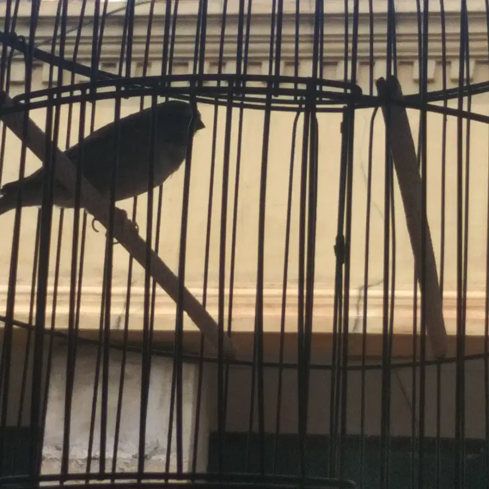 di jual BU blakstrut pakai ring gacor