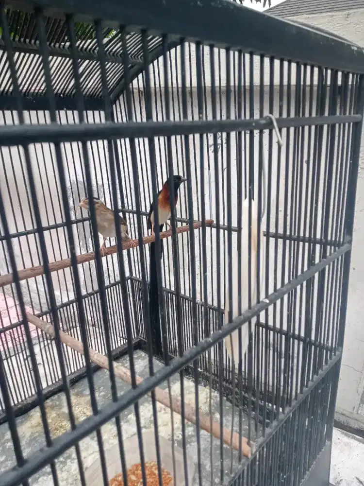 Burung  paradise  sepasang
