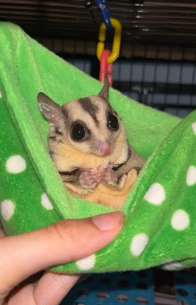 Sugar glider classic grey