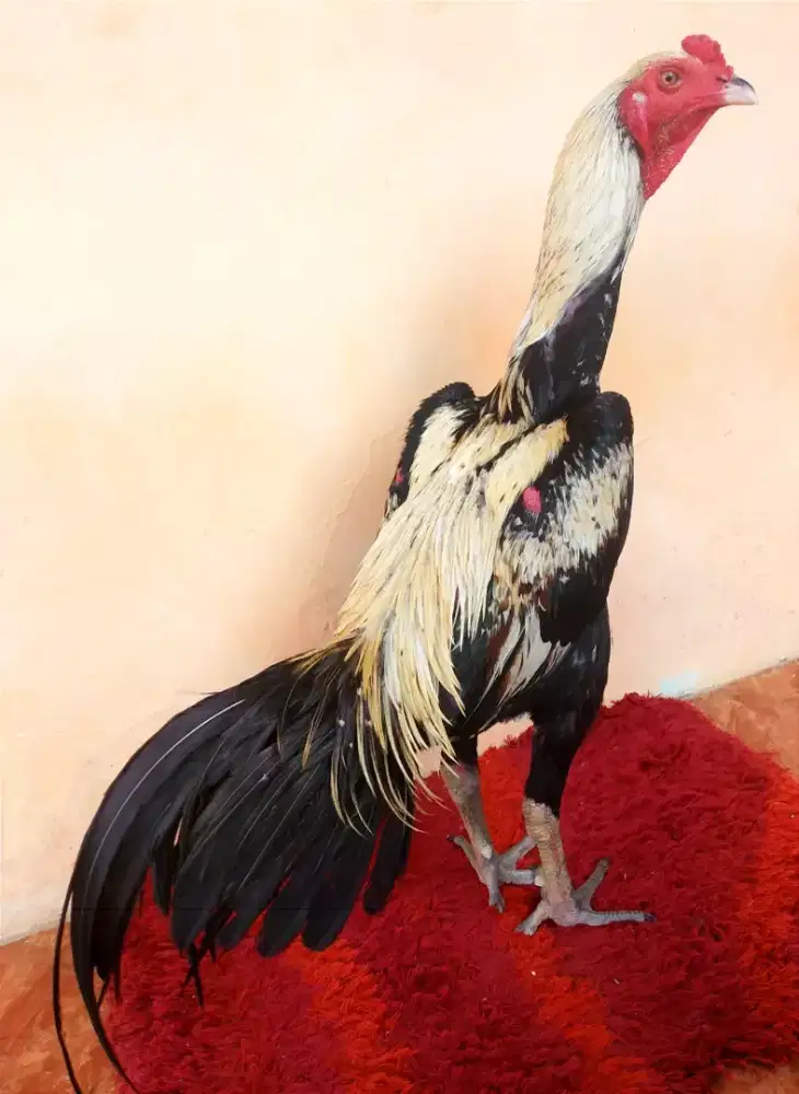 Ayam Line Bk x Magon, Umur 11 Bulan, Ukuran 5 Full, Tulang Kasar
