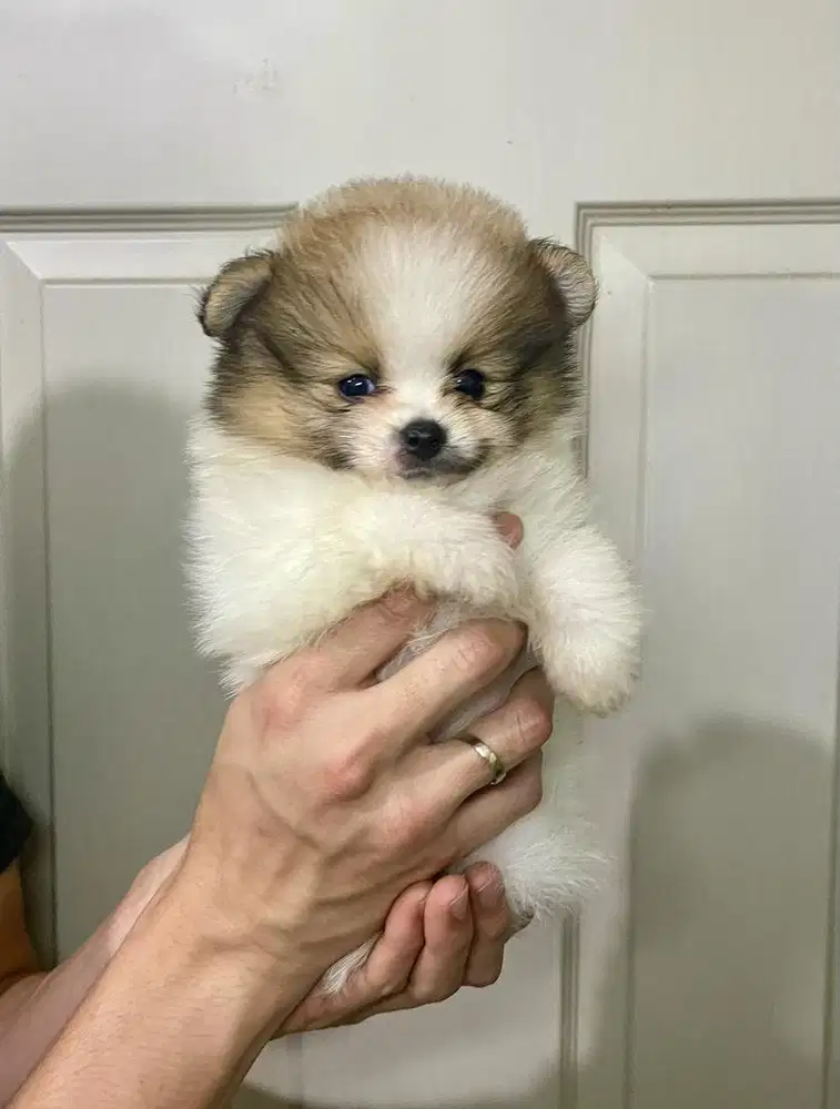 Super minipom jantan