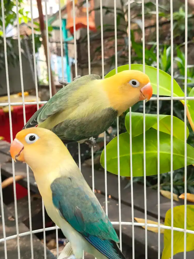 Lovebird AQUA B1 x PB gren