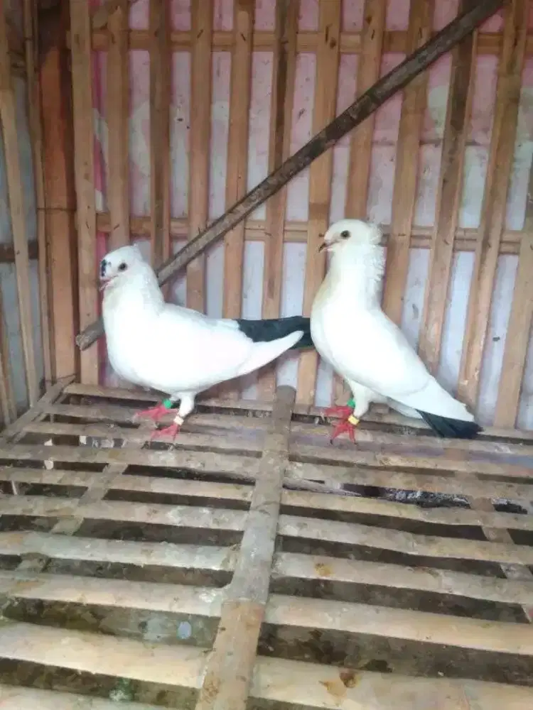 Sepasang endemik Cito Madura