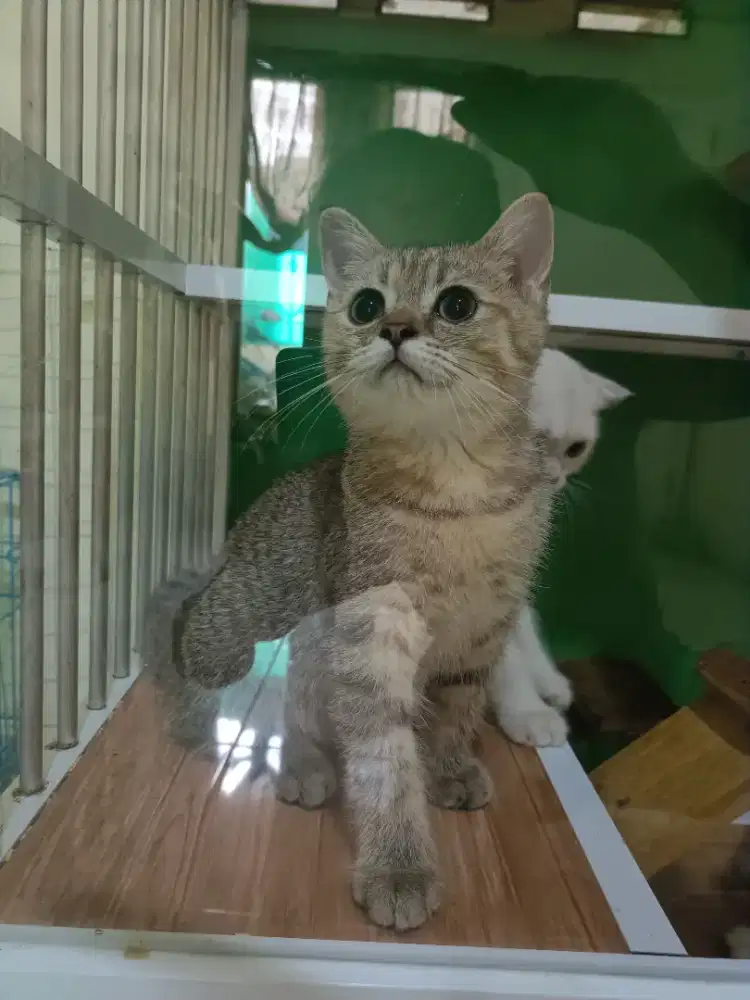 Kucing British shorthair