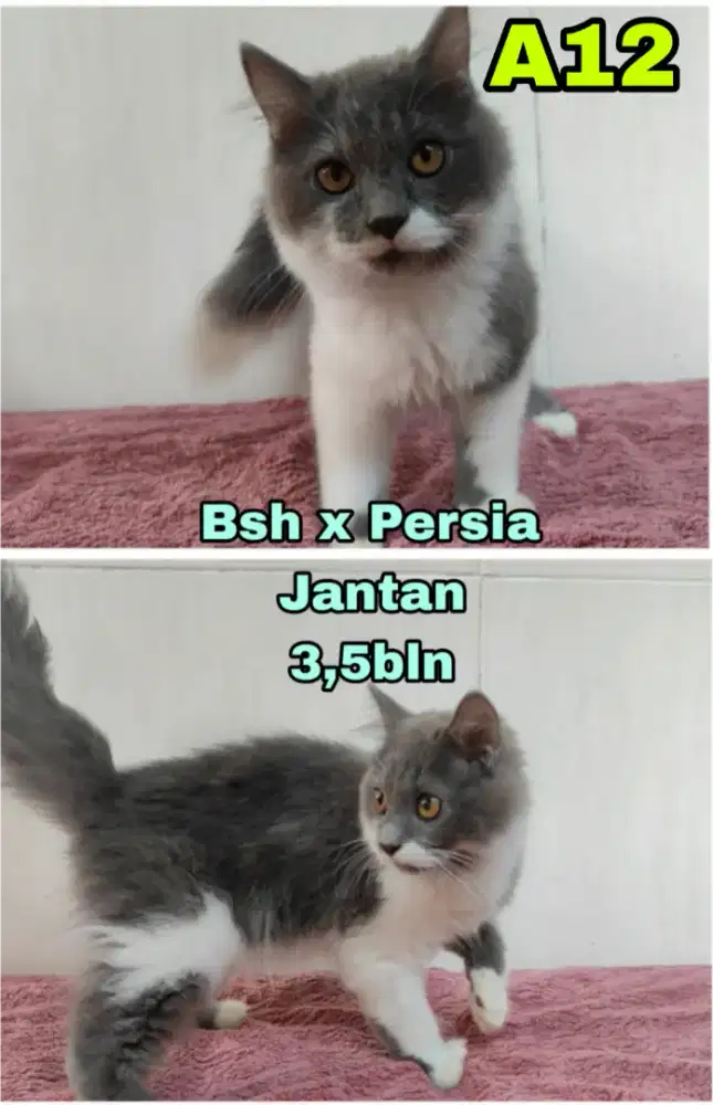 Kucing Persia x Bsh (Bicolor)
