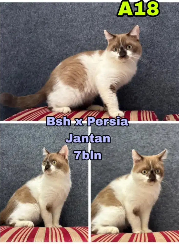 Kucing Bsh mix (cinnamon)