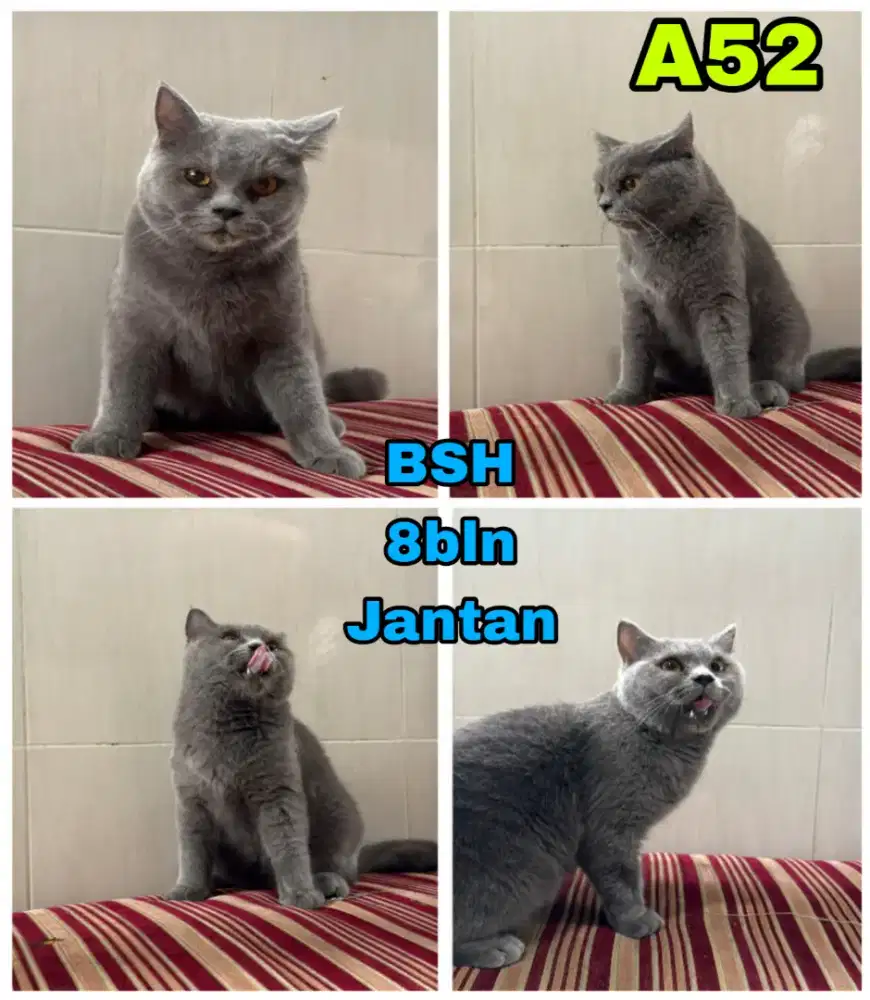 Kucing Bsh abu-abu (wrna favorit)