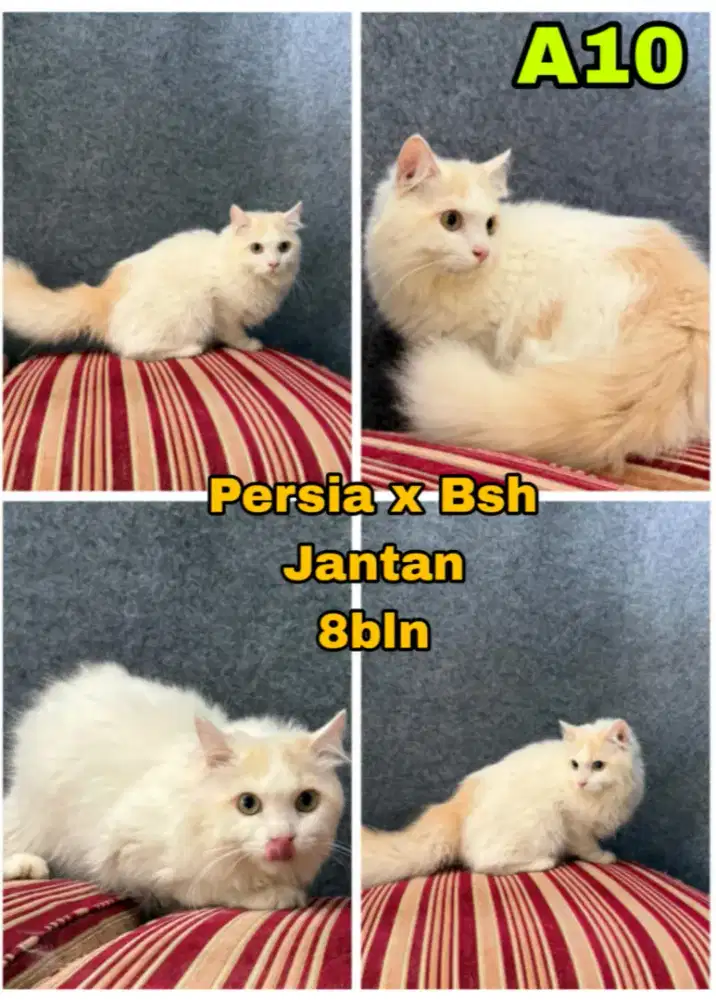 Kucing Persia x Bsh (cream)