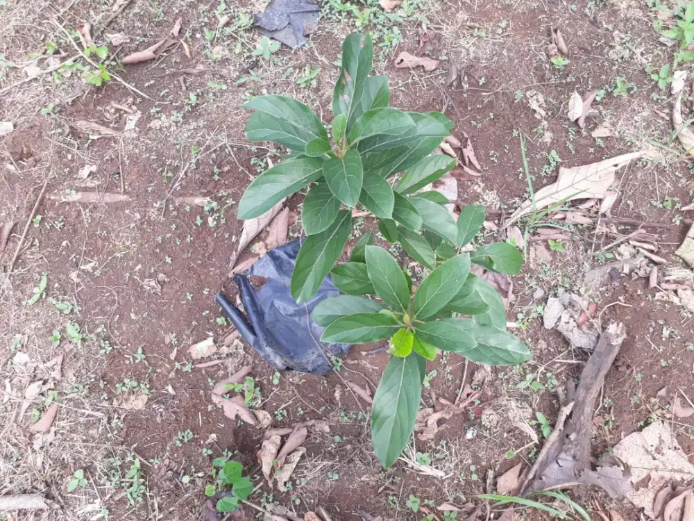 Dijual tanah dijasinga bogor