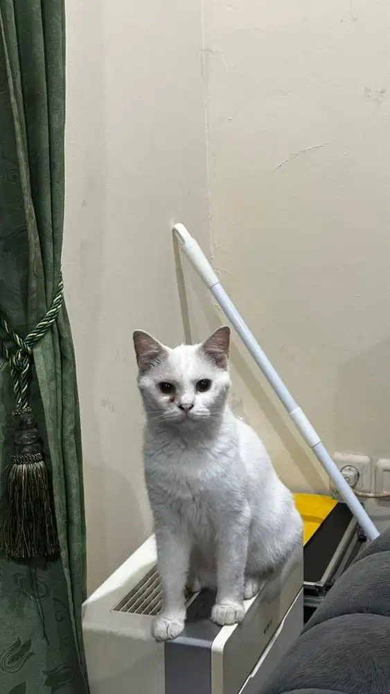 ALL WHITE CAT MALE