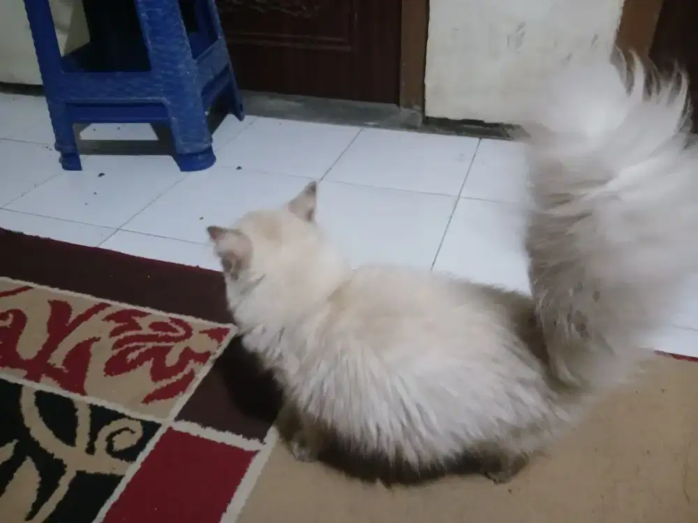 Adop kucing  betina