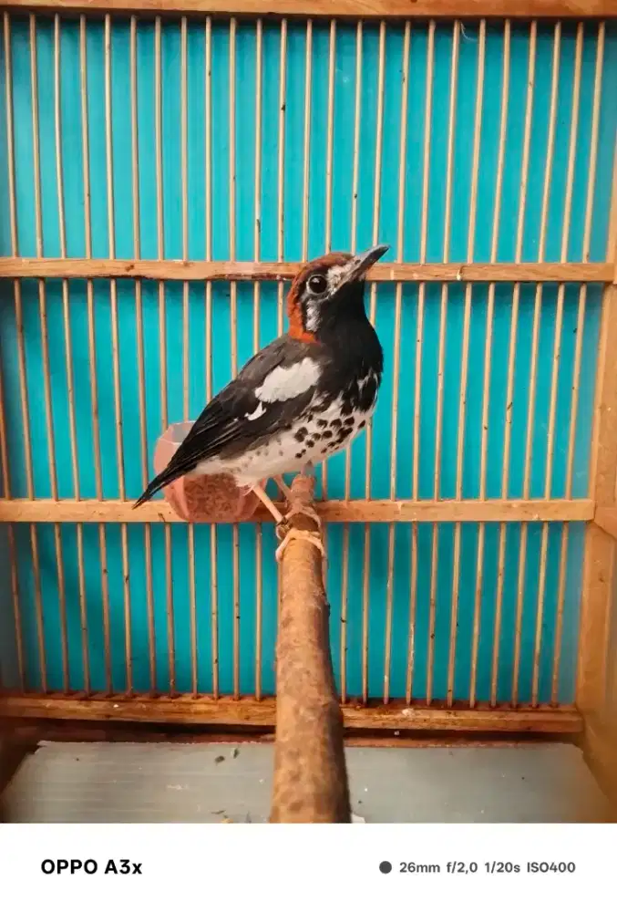 Pastol Ak ring HN MLG