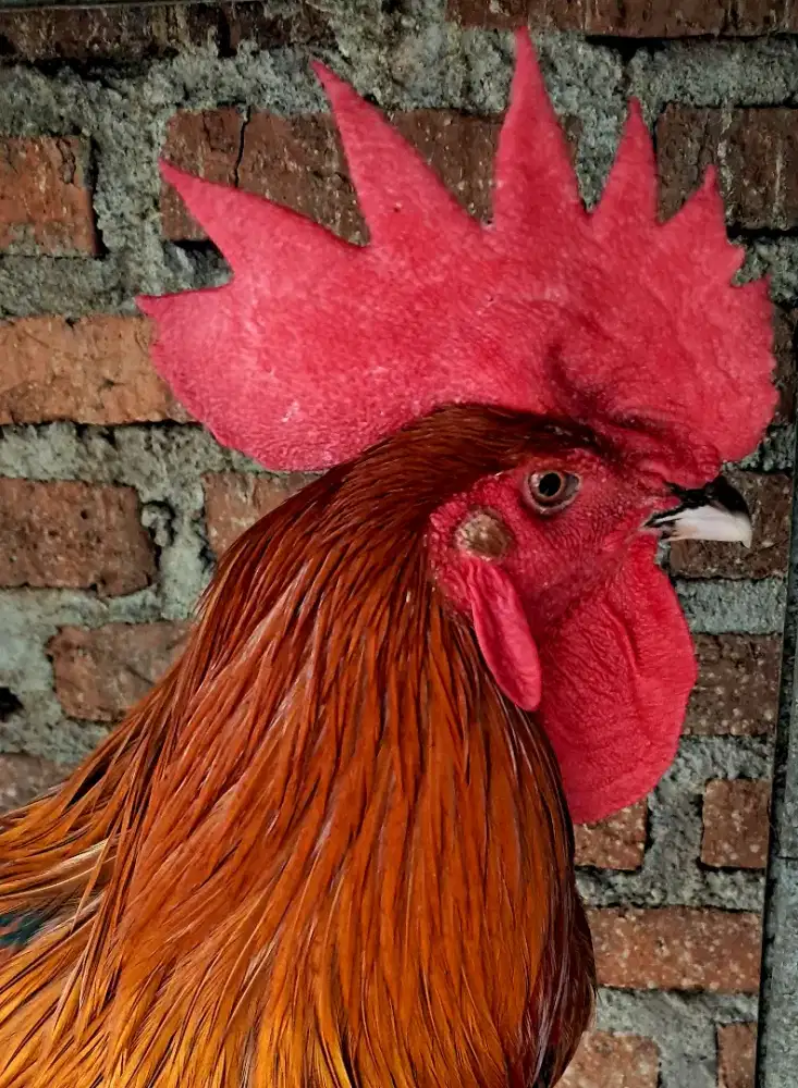 Ayam Jago Pelung Umur 7 Bulan Harga [NEGO]