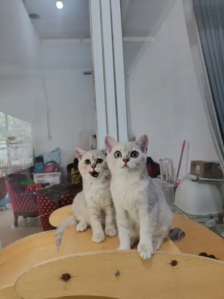 Kucing British shothair