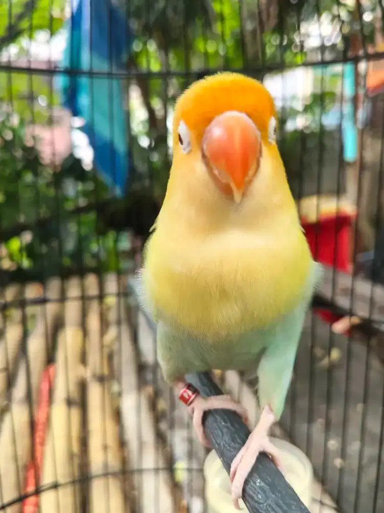 Lovebird PF Gren jantan
