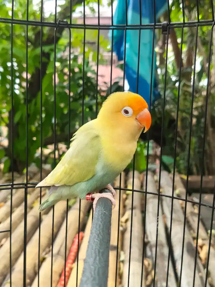 Lovebird PF Gren jantan