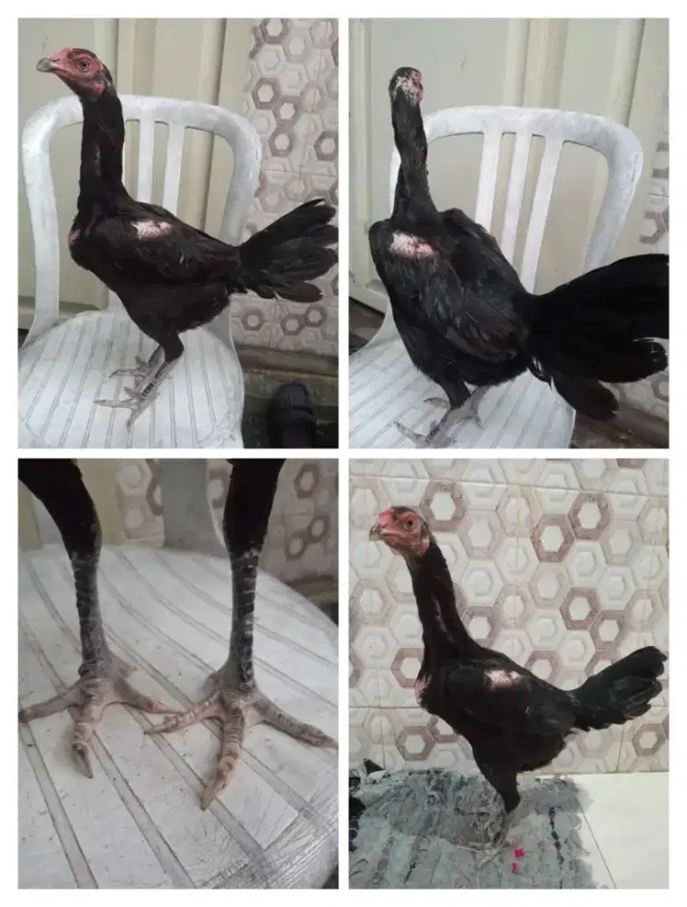 Ayam betina Bangkok sisik full ubed