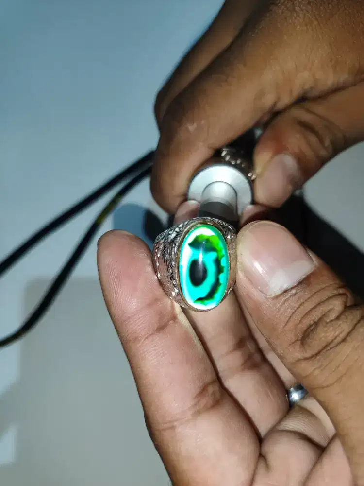 Bacan gulau coklat hijau