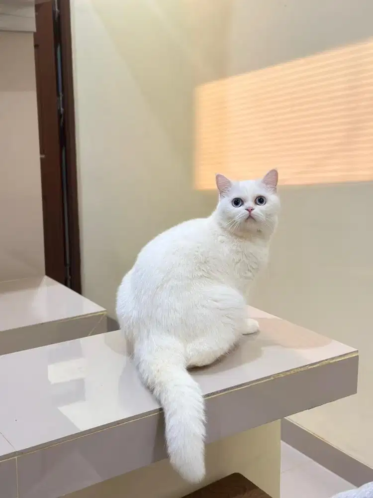 British shorthair blue eyes