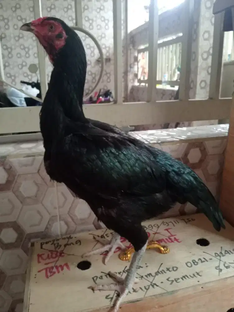 Ayam betina koytrad pukul dramben