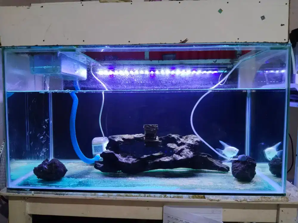 Jual aquarium, edisi bosen miara ikan