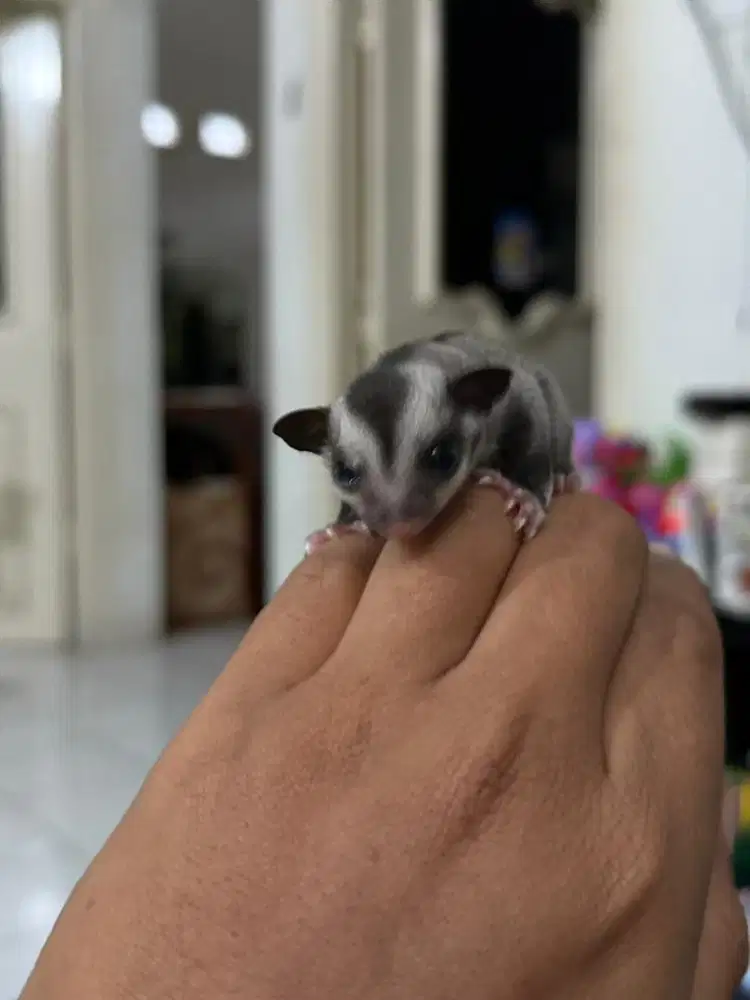 Open Adopted Sugar glider