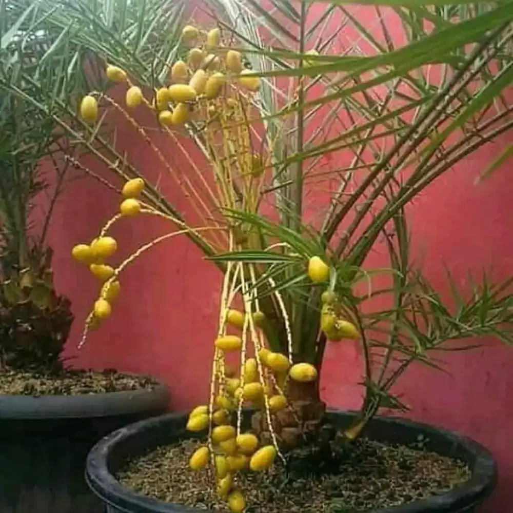 Pohon korma azwa bibit pohon korma