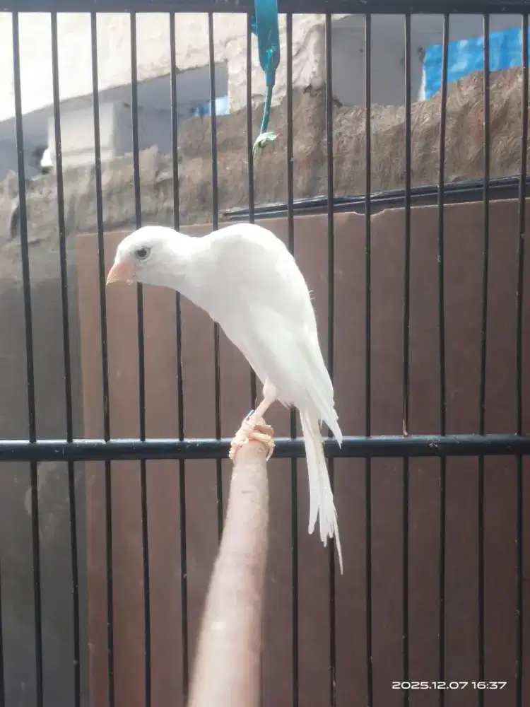 Kenari BB foi ring 23