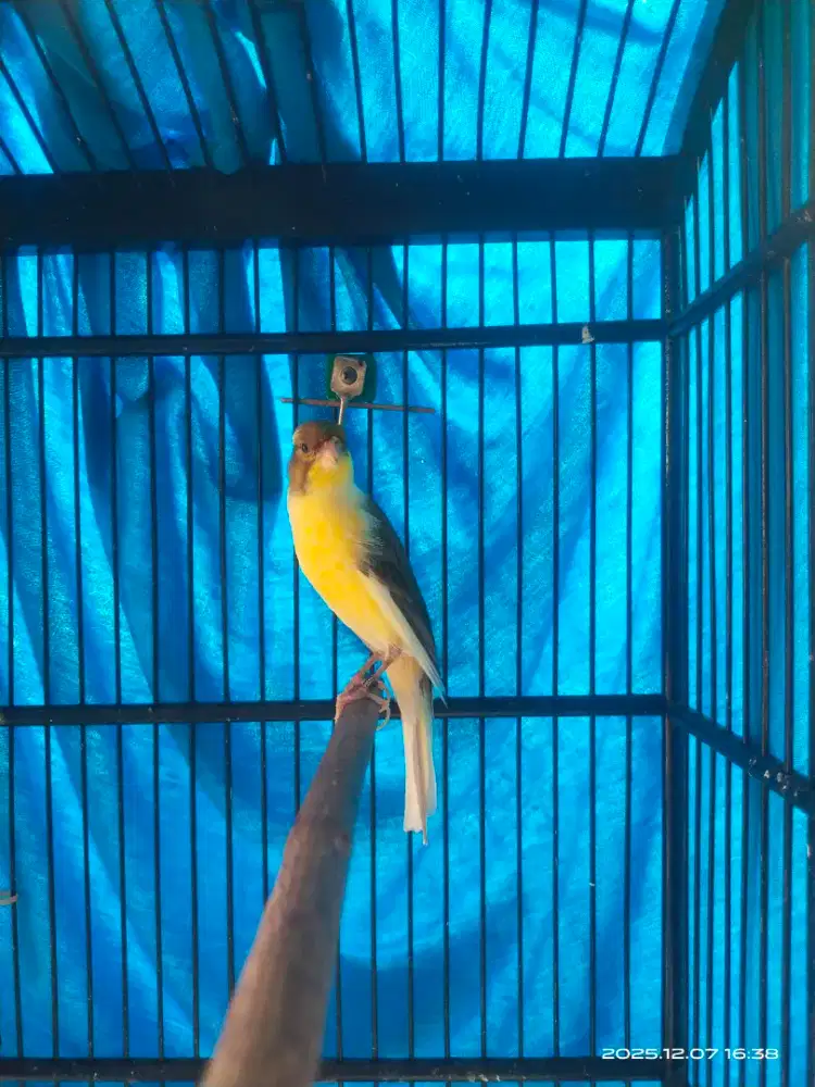 Kenari scotfancy foi ring 22