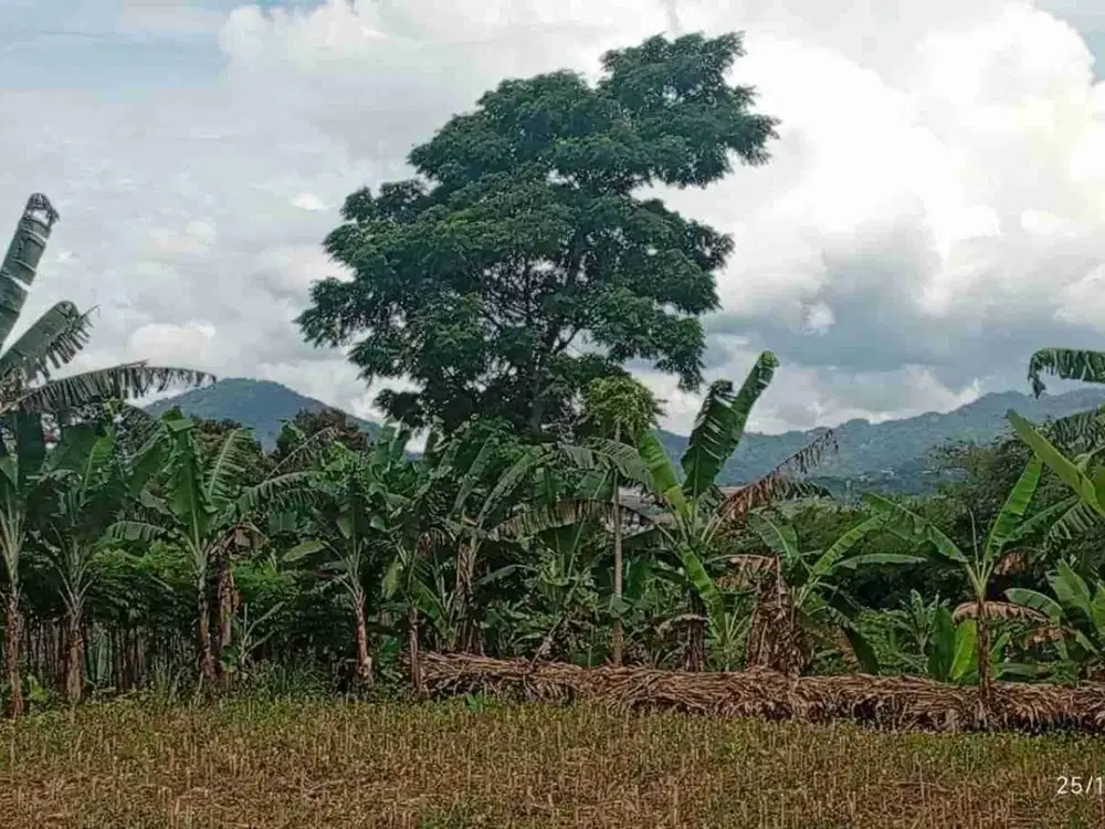 jual tanah 2500 meter sukaraja nagrak cibedug belakang perumahan