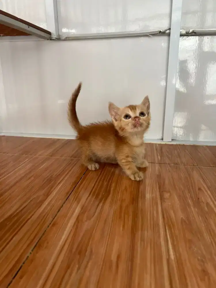 Kucing Scottish, British Shorthair, Munchkin, Persia